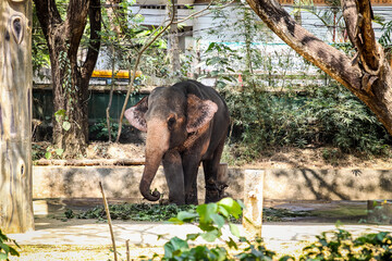 young grey indian elephant with chains eats fresh green leaves in kerala zoo
