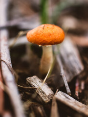 mushroom in the forest