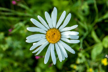 Fototapeta premium camomile in the field in the evening