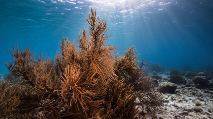 Seascape in shallow water of coral reef in Caribbean Sea / Curacao with fish, coral, sponge and view to surface and sunbeams