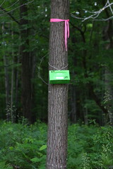 Insect trap on a tree in the forest set by Department of Agriculture
