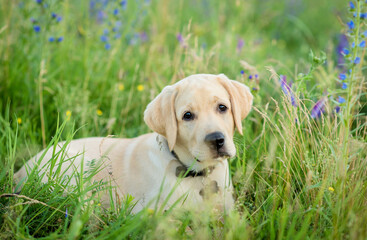 Labrador puppy relaxing in the flowers field