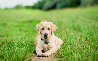 Labrador puppy posing for the camera in the green park
