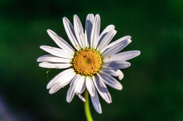 Fototapeta premium camomile in the field in the evening