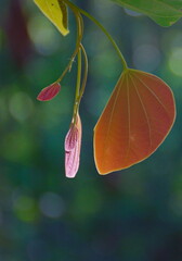 Orchid Tree leaves, wild Bauhinia on close up with blur background.