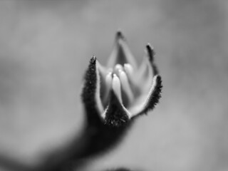 black and white flower