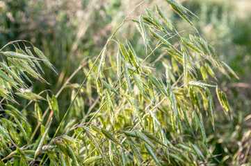 vegetation in the forest in summer