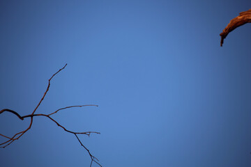Blue sky background with Australian flora detail