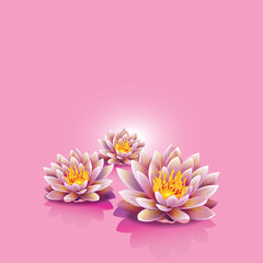 pink lotus flower