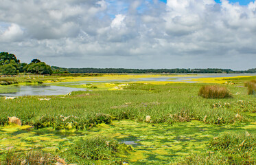 Fototapeta premium The beautiful green and yellow hues of Brands Bay shallow pools,Purbeck,Dorset