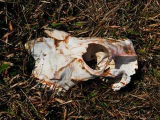 Obraz premium cow skull in the grass