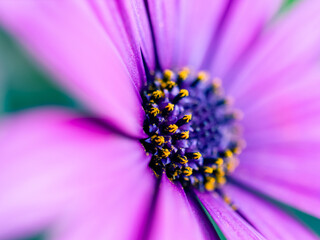 close up of purple daisy