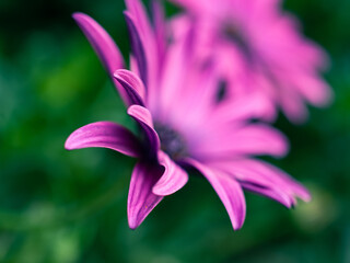 close up of a purple flower