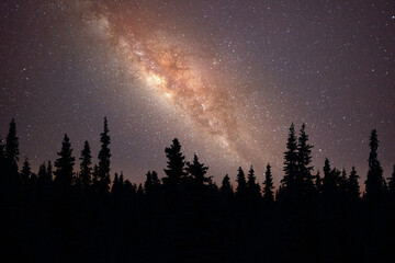 Milky way over silhouette of trees