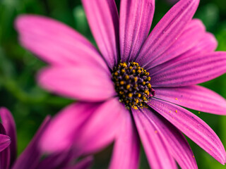 pink daisy flower closeup
