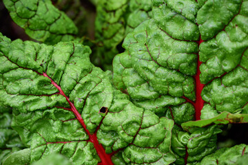Strong green leaves of Swiss chard with red veins, when it rains in the field