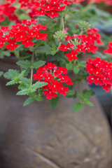 Blooming red flowers and ceramic pots，Verbena hybrida