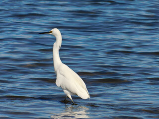 great white heron