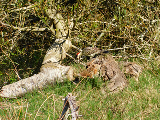 woodpecker on a tree