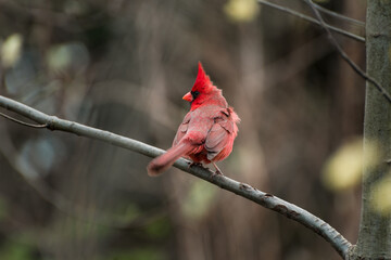 Male cardinal in New York City
