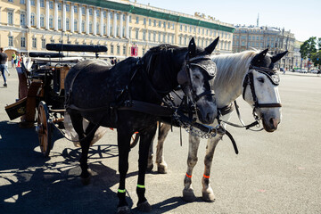 black and white horse and cart in the center of the square in summer