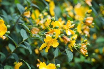 
Yellow flowering Hypericum. Scientific name is Hypericum patulum. Yellow flowers of Hypericum patulum or known as goldencup St. John's wort or yellow mosqueta