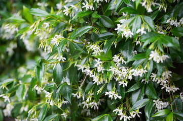 Obraz premium Trachelospermum jasminoides (known also as rincospermum) with white flowers
