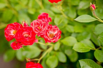 Obraz na płótnie Canvas red rose in garden