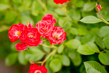 red rose in garden