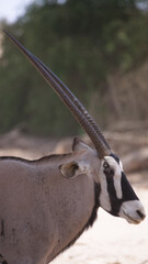 Close up from a Gemsbok