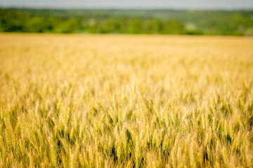 field of wheat