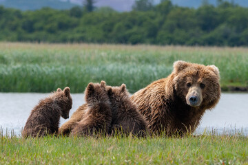 Coastal brown bear (Ursus arctos) family in a meadow beside a river in Alaska