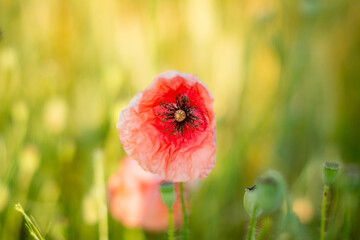 red poppy on green field