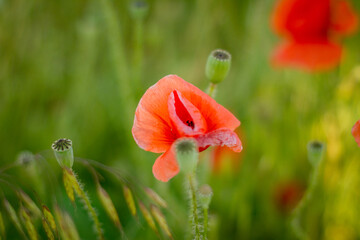 red poppy flower in field