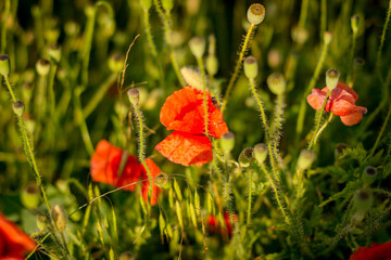 Obraz premium red poppy in the field