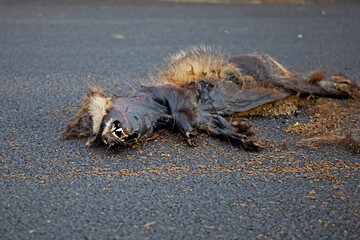 decaying badger killed by a moving car

