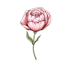 Vintage style pink rose decoration 300 dpi digital art