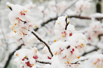 Cherry flowers in the snow. Beautiful spring background
