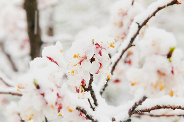 Cherry flowers in the snow. Beautiful spring background