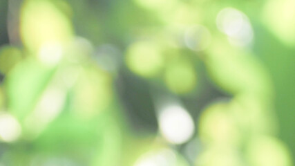 blurred green abstract background.