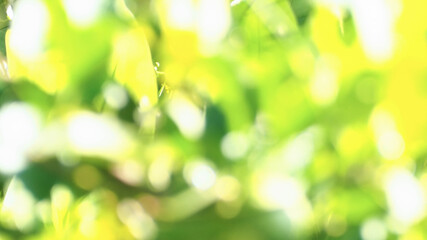 blurred green and yellow abstract background.