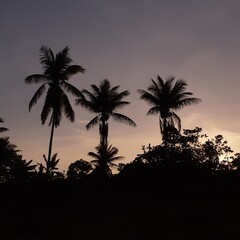 palm trees at sunset