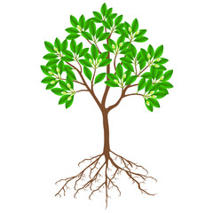 Obraz premium Sapote tree with flowers on a white background.