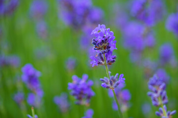 Close-up of a purple lavender flower