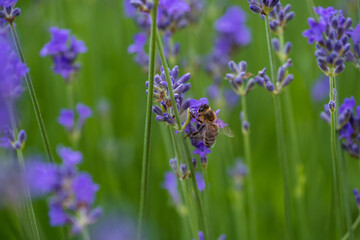 A bee sits on a lavender flower