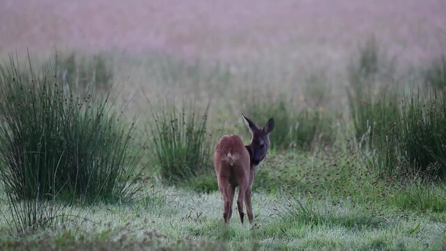 Roe deer female grazing in the meadow and look, summer, (capreolus capreolus), germany
