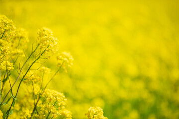 菜の花　春