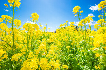 Fototapeta premium 菜の花 春