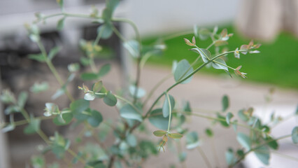Close up photo of fresh eucalyptus leaves of gunnii bush