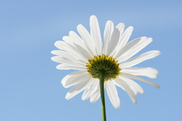 white summer flowers daisy in front of blue sky
